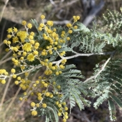 Acacia dealbata subsp. dealbata at Tinderry, NSW - 31 Jul 2023