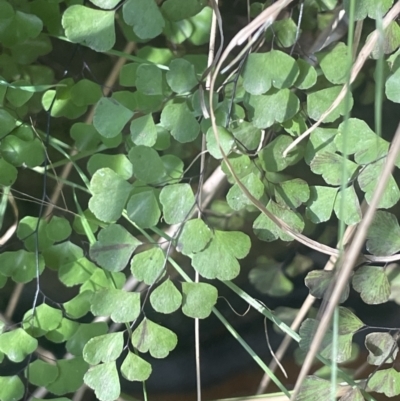 Adiantum aethiopicum (Common Maidenhair Fern) at Tinderry Nature Reserve - 31 Jul 2023 by JaneR