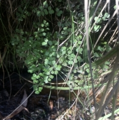 Adiantum aethiopicum at Burra, NSW - suppressed