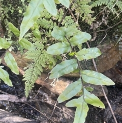 Blechnum minus (Soft Water Fern) at Burra, NSW - 31 Jul 2023 by JaneR