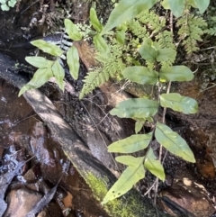 Blechnum minus at Burra, NSW - 31 Jul 2023