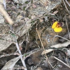 Bossiaea buxifolia (Matted Bossiaea) at Burra, NSW - 31 Jul 2023 by JaneR