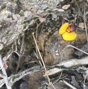 Bossiaea buxifolia at Burra, NSW - 31 Jul 2023