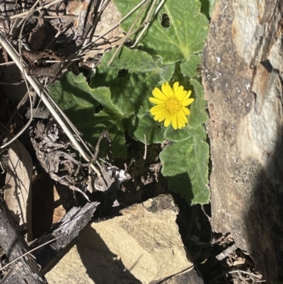 Cymbonotus sp. (preissianus or lawsonianus) (Bears Ears) at Burra, NSW - 31 Jul 2023 by JaneR