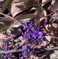 Hardenbergia violacea (False Sarsaparilla) at Tinderry, NSW - 31 Jul 2023 by JaneR