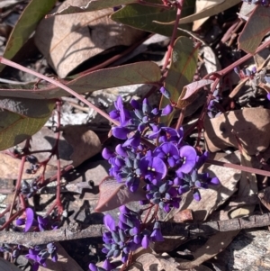 Hardenbergia violacea at Tinderry, NSW - 31 Jul 2023
