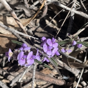 Hovea heterophylla at Tinderry, NSW - 31 Jul 2023