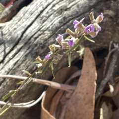 Hovea heterophylla at Tinderry, NSW - 31 Jul 2023 12:26 PM