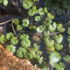 Hydrocotyle rivularis (A Pennywort) at Burra, NSW - 31 Jul 2023 by JaneR