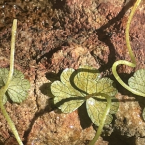Hydrocotyle rivularis at Burra, NSW - 31 Jul 2023