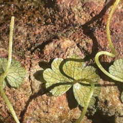 Hydrocotyle rivularis at Burra, NSW - 31 Jul 2023