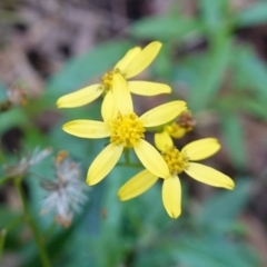 Senecio linearifolius var. latifolius at Paddys River, ACT - 26 Apr 2023 by RobG1