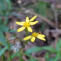 Senecio linearifolius var. latifolius at Paddys River, ACT - 26 Apr 2023 11:12 AM