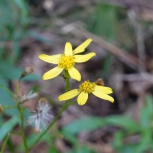 Senecio linearifolius var. latifolius at Paddys River, ACT - 26 Apr 2023 11:12 AM