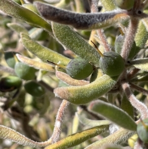 Persoonia rigida at Tinderry, NSW - 31 Jul 2023 12:45 PM