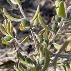 Persoonia rigida at Tinderry, NSW - 31 Jul 2023