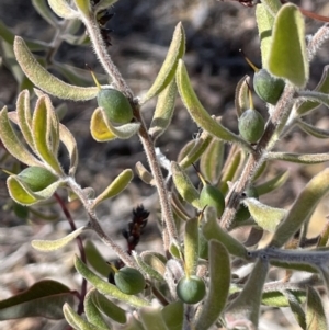 Persoonia rigida at Tinderry, NSW - 31 Jul 2023 12:45 PM