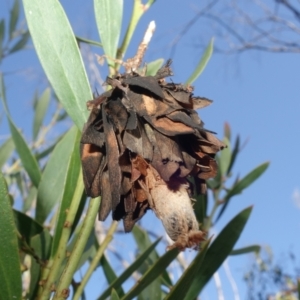 Hyalarcta huebneri at Rendezvous Creek, ACT - 10 May 2023