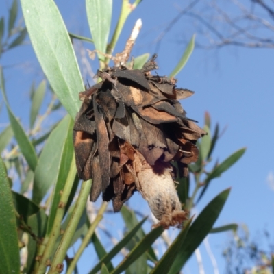 Hyalarcta huebneri (Leafy Case Moth) at Rendezvous Creek, ACT - 10 May 2023 by RobG1