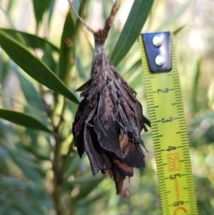 Hyalarcta huebneri at Rendezvous Creek, ACT - 10 May 2023