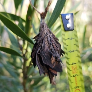 Hyalarcta huebneri at Rendezvous Creek, ACT - 10 May 2023