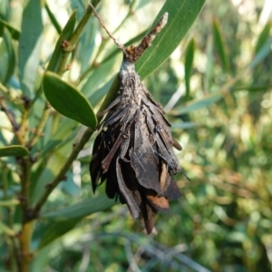 Hyalarcta huebneri at Rendezvous Creek, ACT - 10 May 2023