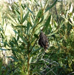 Hyalarcta huebneri at Rendezvous Creek, ACT - 10 May 2023