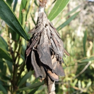 Hyalarcta huebneri at Rendezvous Creek, ACT - 10 May 2023