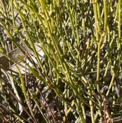 Omphacomeria acerba (Leafless Sour-bush) at Tinderry, NSW - 31 Jul 2023 by JaneR