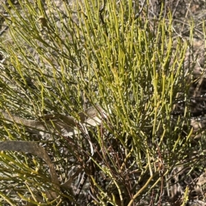 Omphacomeria acerba at Tinderry, NSW - 31 Jul 2023 02:01 PM