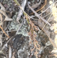 Lepidosperma laterale (Variable Sword Sedge) at Tinderry Nature Reserve - 31 Jul 2023 by JaneR