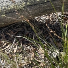 Lepidosperma laterale at Burra, NSW - 31 Jul 2023