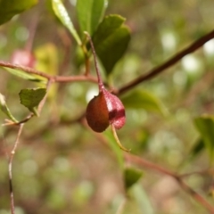 Dodonaea viscosa subsp. cuneata (Wedge-leaved Hop Bush) at ANBG South Annex - 11 May 2023 by RobG1