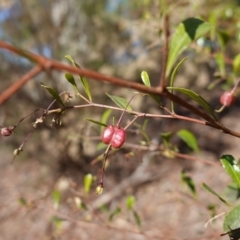 Dodonaea viscosa subsp. cuneata at Canberra Central, ACT - 11 May 2023