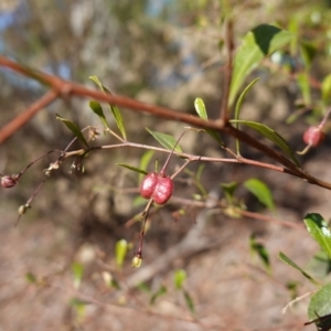 Dodonaea viscosa subsp. cuneata at Canberra Central, ACT - 11 May 2023