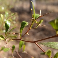 Dodonaea viscosa subsp. cuneata at Canberra Central, ACT - 11 May 2023