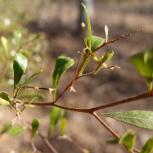 Dodonaea viscosa subsp. cuneata at Canberra Central, ACT - 11 May 2023