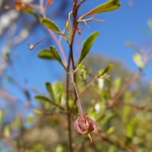 Dodonaea viscosa subsp. cuneata at Canberra Central, ACT - 11 May 2023