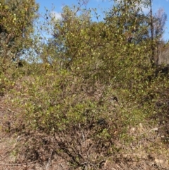 Dodonaea viscosa subsp. cuneata at Canberra Central, ACT - 11 May 2023