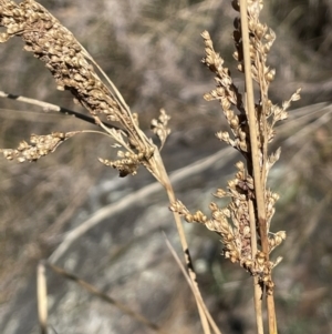 Juncus alexandri subsp. alexandri at Burra, NSW - 31 Jul 2023