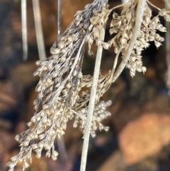 Juncus alexandri subsp. alexandri at Burra, NSW - 31 Jul 2023