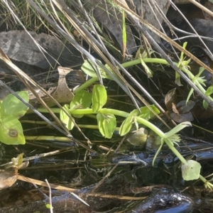 Gratiola peruviana at Burra, NSW - 31 Jul 2023