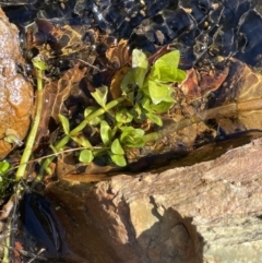 Gratiola peruviana at Burra, NSW - 31 Jul 2023