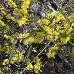 Acacia lanigera var. lanigera at Aranda, ACT - 1 Aug 2023