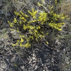 Acacia lanigera var. lanigera at Aranda, ACT - 1 Aug 2023