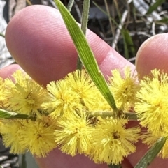 Acacia lanigera var. lanigera at Aranda, ACT - 1 Aug 2023