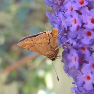 Ocybadistes walkeri (Green Grass-dart) at Conder, ACT - 10 Jan 2023 by michaelb