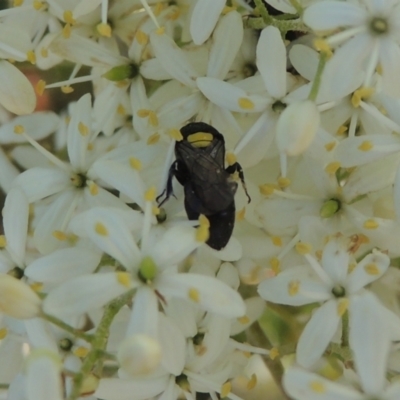 Hylaeus (Hylaeorhiza) nubilosus (A yellow-spotted masked bee) at Pollinator-friendly garden Conder - 9 Jan 2023 by michaelb