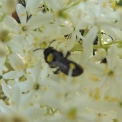 Hylaeus (Hylaeorhiza) nubilosus at Pollinator-friendly garden Conder - 9 Jan 2023