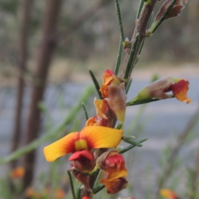 Dillwynia sericea (Egg And Bacon Peas) at Bowning, NSW - 11 Dec 2022 by MichaelBedingfield